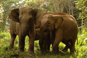 group-of-asian-elephants