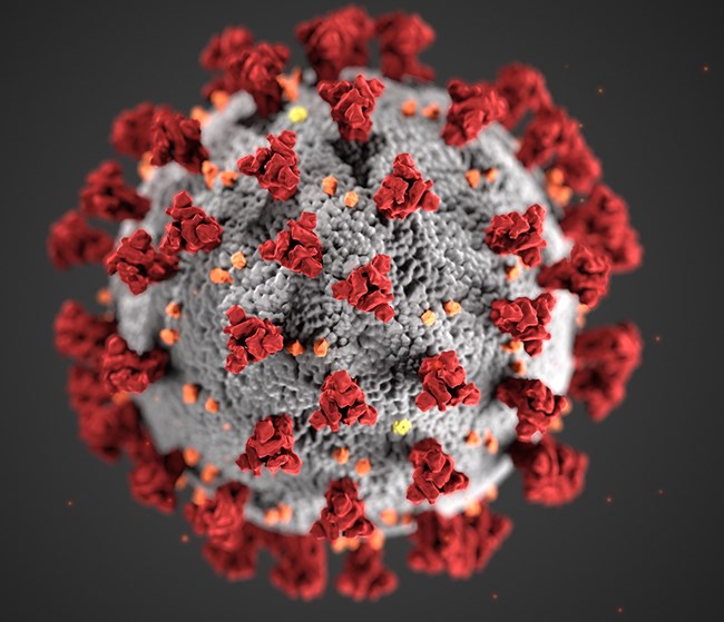 CDC-coronavirus-image-23311-for-web.jpg?