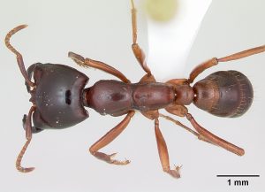 An army ant, via https://en.wikipedia.org/wiki/Dorylus#/media/File:Dorylus_gribodoi_casent0172627_dorsal_1.jpg