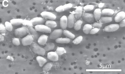 After 15 years of controversy, Science retracts ‘arsenic existence’ paper